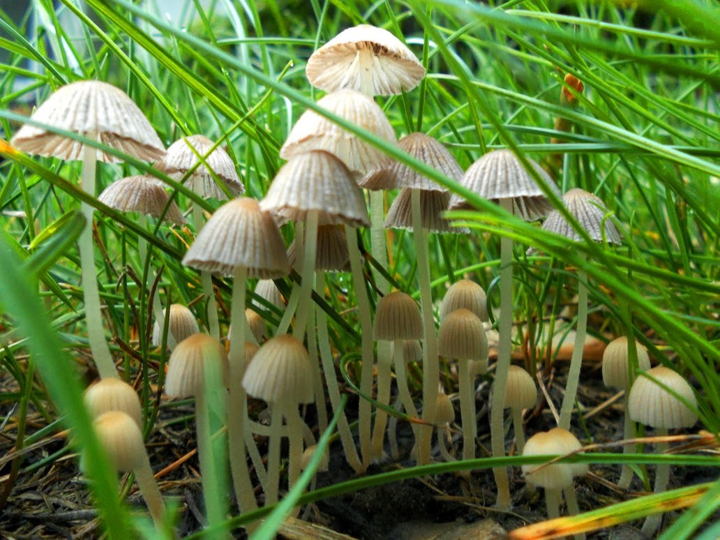Пшеничный гриб. Псилоцибиновый гриб в России. Луговые грибы псилоцибиновые. Псилоцибиновый лес. Псилоцибиновый гриб под кустом.