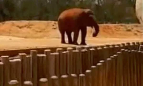 Girl, 7, dies after being hit by rock thrown by elephant in Morocco zoo, Hospital, Treatment, Injured, Message, Family, attack, Criticism, World.