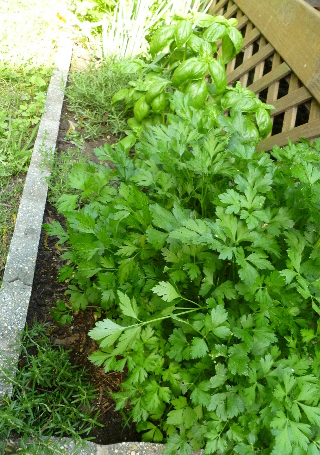 Ms. enPlace: Greek Herb Spread {Garden Variety Wednesday #13}