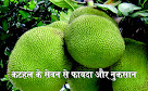 कटहल के सेवन से फायदा कम नुकसान ज्यादा न हो जाए jackfruit advantages & disadvantages in hindi, कटहल के फायदे benefits of jackfruit in hindi, स्वास्थ्य के लिए कटहल बेहद अहम jackfruit is very important for health in hindi, कटहल खाने से अनगिनत फायदे there are countless benefits from eating jackfruit in hindi, एनीमिया के रोकथाम के लिए कटहल jackfruit for prevention of anemia in hindi, अपनाएं आयुर्वेद लाइफस्टाइल adopt ayurveda lifestyle in hindi, thyroid control by eating jackfruit in hindi, eating jackfruit gives relief to diabetics in hindi, jackfruit beneficial for blood circulation in hindi, anemia can be removed by eating jackfruit in hindi, eating jackfruit increases eyesight in hindi, eating jackfruit provides relief in mouth ulcers in hindi, eating jackfruit does not cause joint pain in hindi, eating jackfruit cures digestive problems in hindi, jackfruit strengthens immunity, jackfruit helps prevent cancer in hindi, jackfruit beneficial for bones in hindi, jackfruit beneficial for weight loss in hindi, kathal khane ke fayde aur nuksan in hindi, kathal khane ke fayde in hindi, kathal photo image jpeg pdf, sakshambano, sakshambano ka uddeshya, latest viral post of sakshambano website, sakshambano pdf hindi,  sakshambano, sakshambano ka uddeshya,  jackfruit ke barein mein hindi,