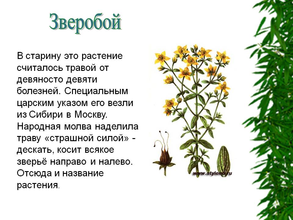 Доклад про растение 3 класс. Лекарственные растения. Рассказ о растении. Маленькие рассказы о лекарственных травах. Сообщение на тему лекарственные растения.