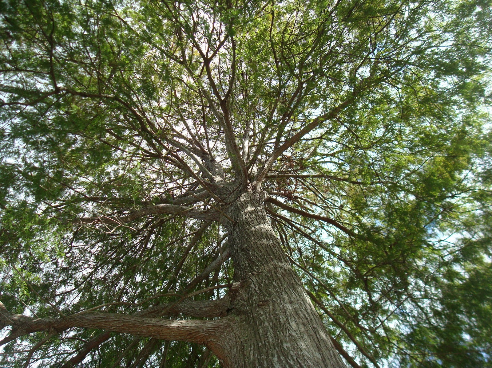 Baldcypress, An Excellent Tree Choice For Planting