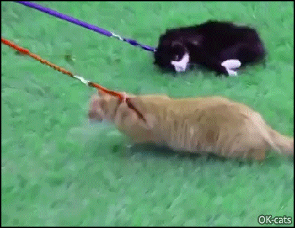 Hilarious Cat GIF • Two funny cats with harness. They do not want to walk in the park, haha