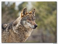 Salvemos al lobo ibérico