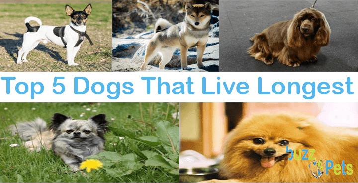 Top 5 Dogs That Live Longest