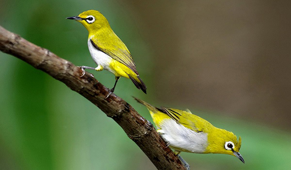 merawat bulu burung pleci