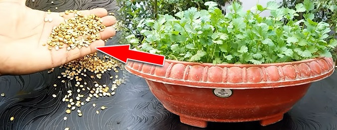 How to grow Coriander in water