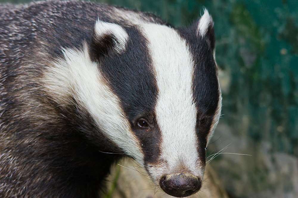Jim's Birding Blog Badgers atThe British Wildlife Centre