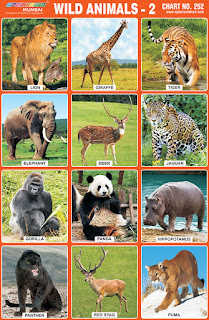 Contains images of Wild Animals