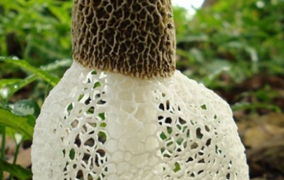 12+ Arti Mimpi Memetik Jamur Banyak