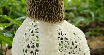 4++ Arti Mimpi Jamur: Memetik, Membeli, Menginjak, Melihat Banyak Cendawan  | Arti Mimpi Menangis Dan Tafsiran Lainnya