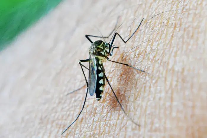 cara menghilangkan bekas gigitan nyamuk pada kulit bayi
