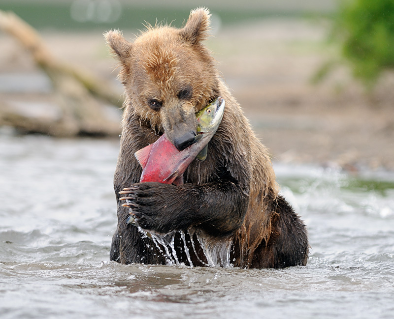 Beruang Coklat Jenis Kodiak Pemakan Salmon - Alam Mentari
