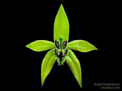 Orquídeas no Apê: Orquídea Coelogyne