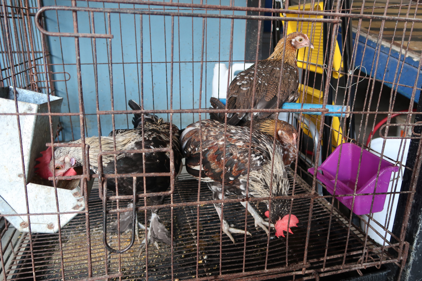 Another try at caja problem and surprisingly small chickens