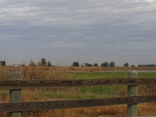 Sacramento National Wildlife Refuge