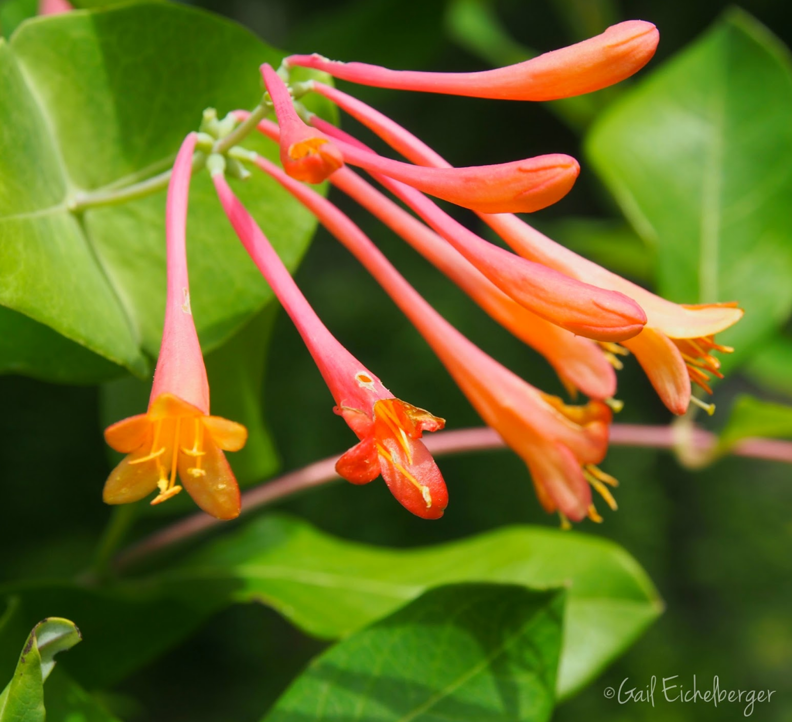 clay and limestone Are you ready for the hummingbirds?