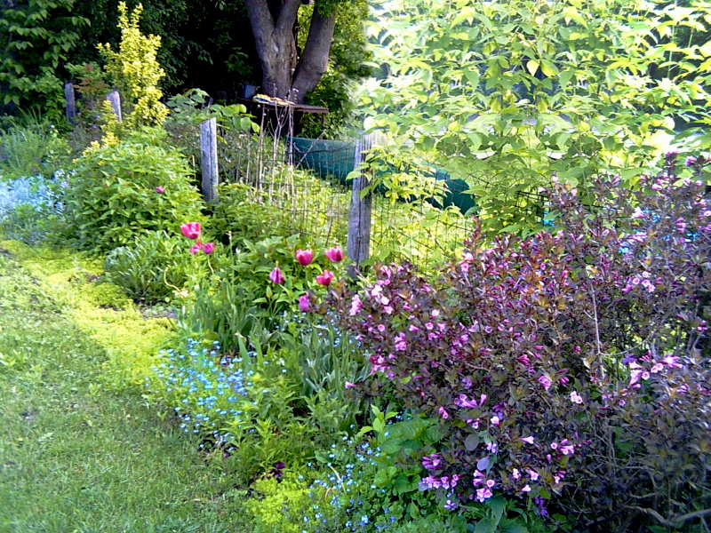 Narrow border garden with tulips and spring flowering plants.