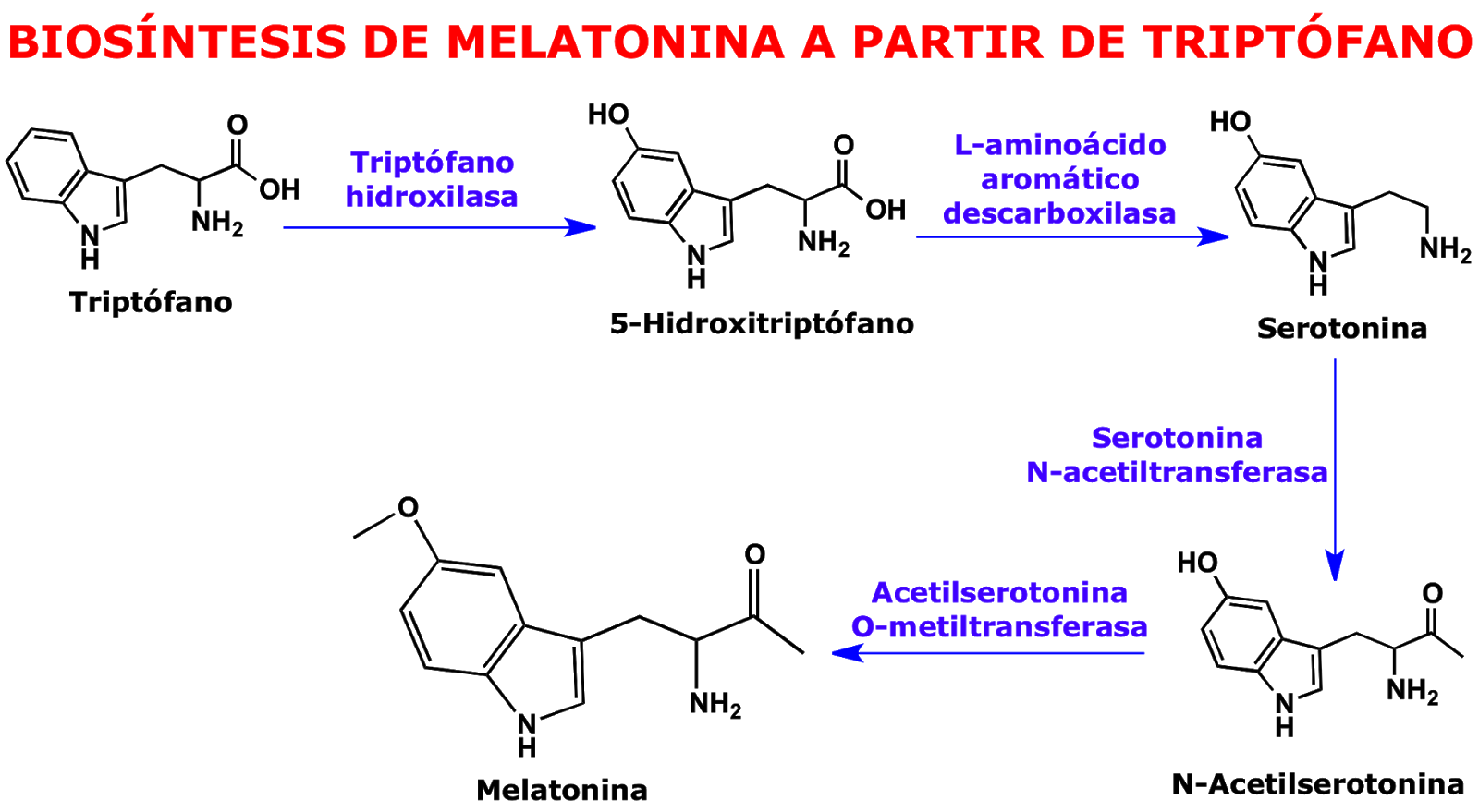 Синтез мелатонина. Биосинтез триптофана. Синтез мелатонина из триптофана. Инактивация серотонина биохимия. Схема синтеза серотонина.
