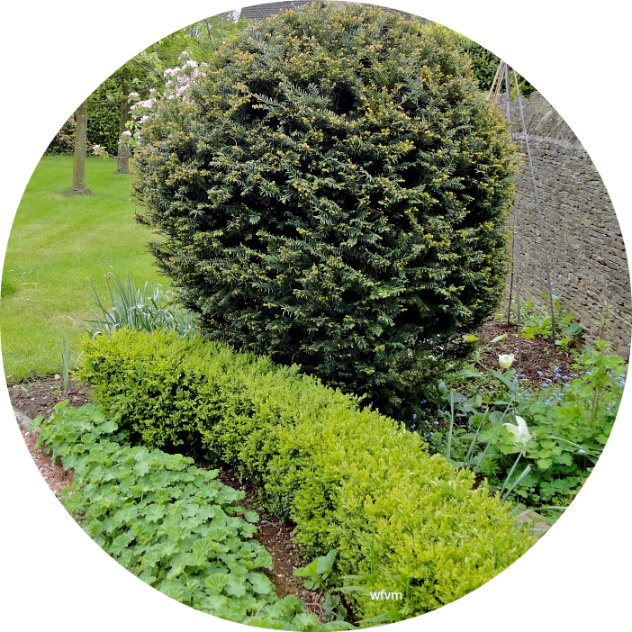 Where Five Valleys Meet Yew Trees