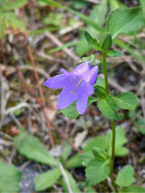 Nettle-leaved Bellflower Campanula trachelium, Indre et Loire. France. Photo by Loire Valley Time Travel. Nettle-leaved Bellflower Campanula trachelium, Indre et Loire. France. Photo by Loire Valley Time Travel.