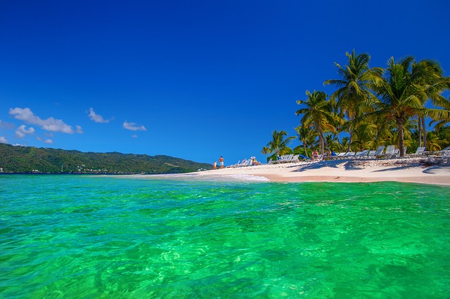 sea and beach with palm tree scene