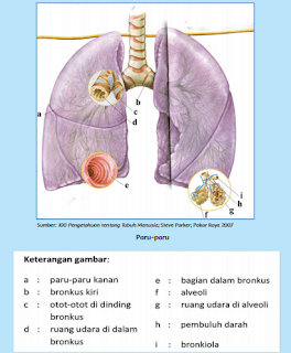 gambar paru paru dan keterangan www.simplenews.me