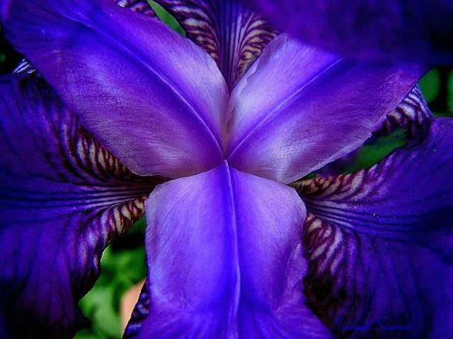 Iris blu