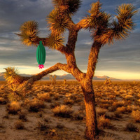 Games2Rule Daydreaming Desert Forest