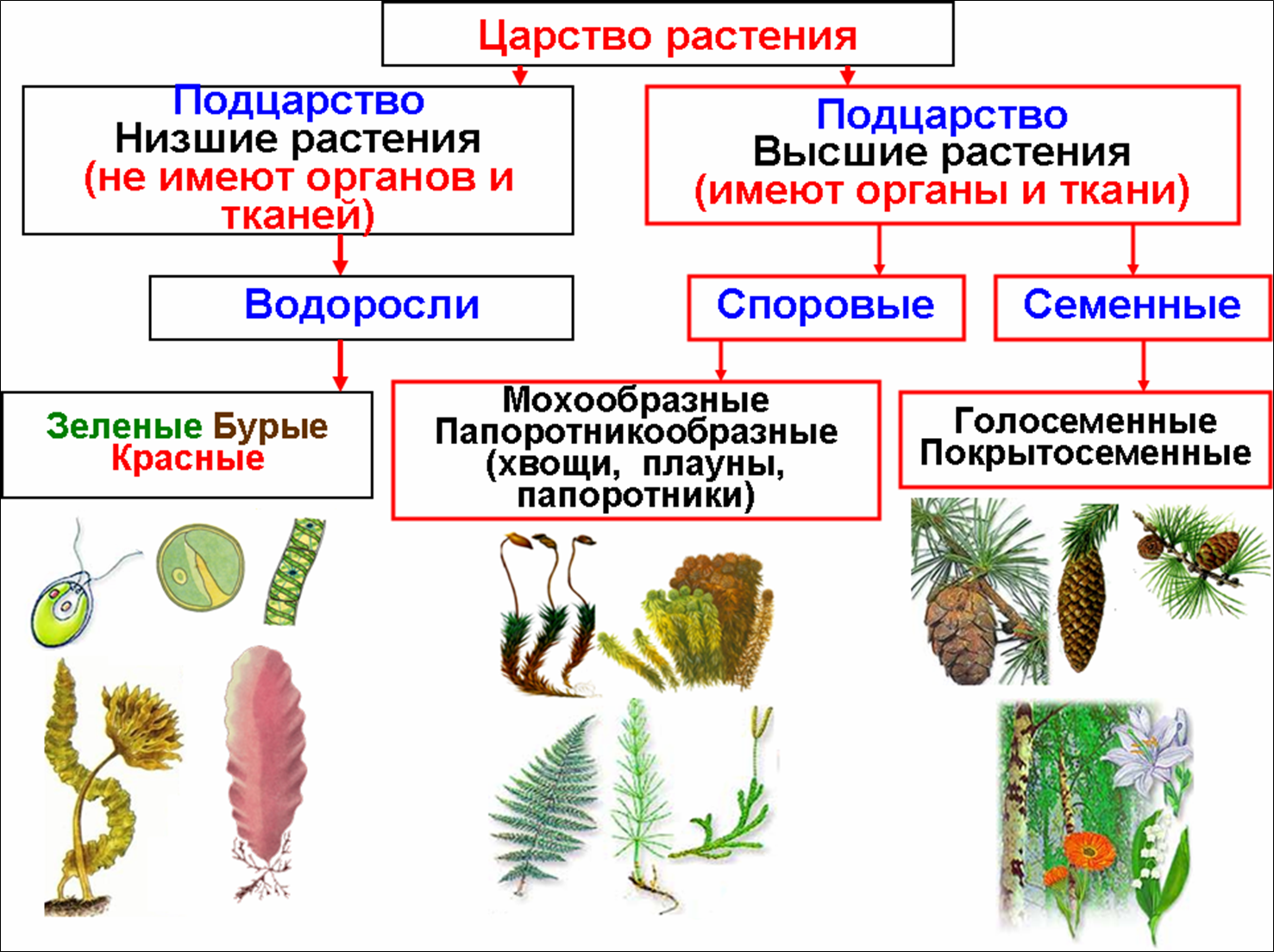 Три организма водоросли