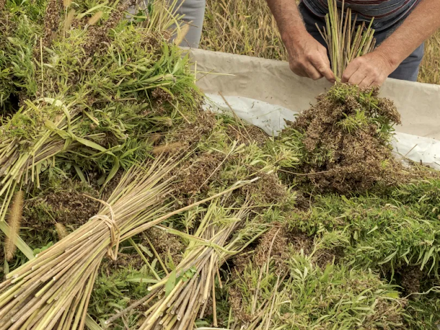 Biomasa vegetal de cáñamo