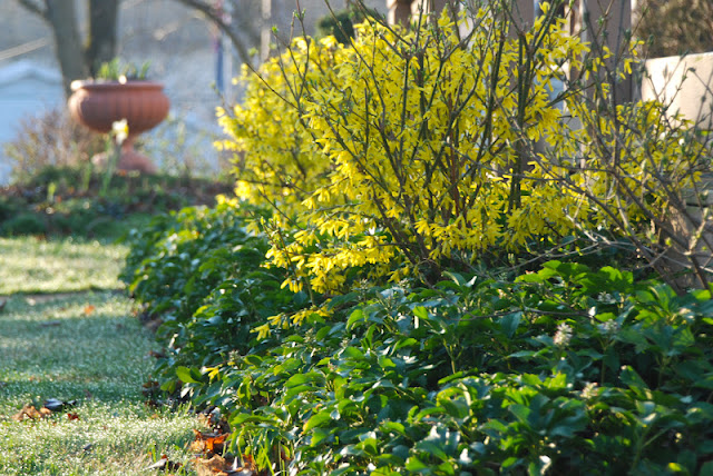 Forsythia shrub under-planted with Pachysandra terminalis for a finished looking spring combination.