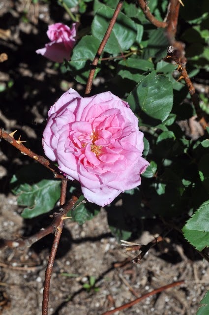 roses coloradoviews.filminspector.com