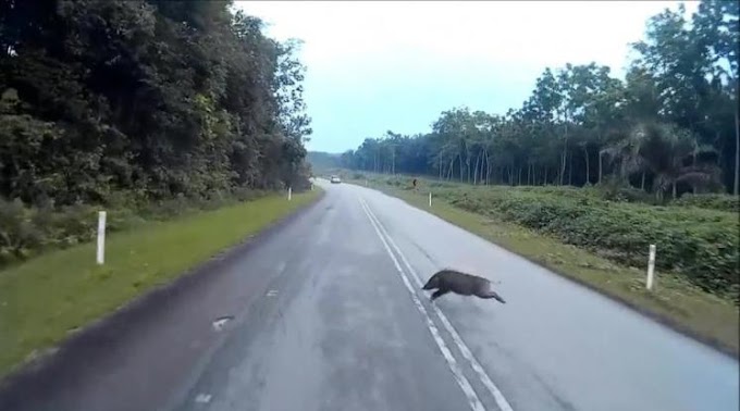 Σοβαρές ζημιές σε όχημα 4X4 που «τράκαρε» με αγριογούρουνο - Το ζώο... αλώβητο συνέχισε την πορεία του (Photos)