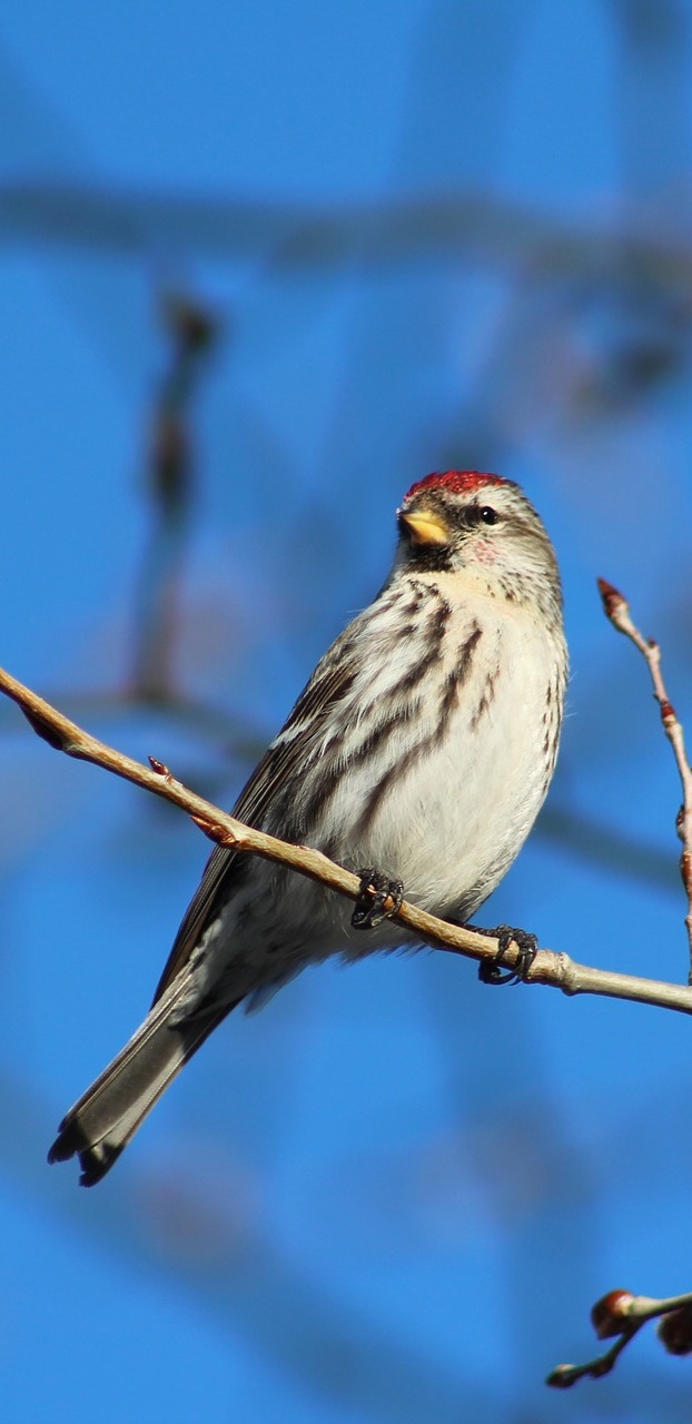 Picture of a common redpoll.