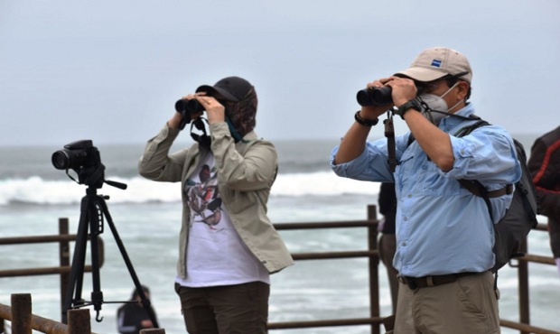 Avistamiento de aves marinas: playa de Miraflores se convirtió en relax durante pandemia