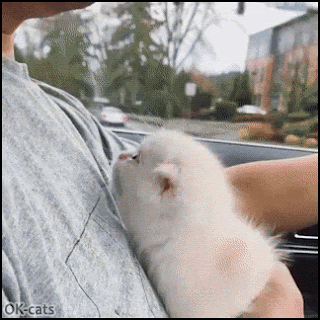 Cute Cat GIF • Adorable white kitten in car needs love from her dad. Hug me I love you ♥ Cute Cat GIF • Adorable white kitten in car needs love from her dad. Hug me I love you ♥