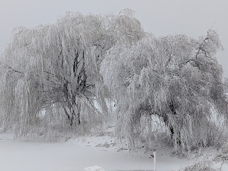 Frozen Trees 2021