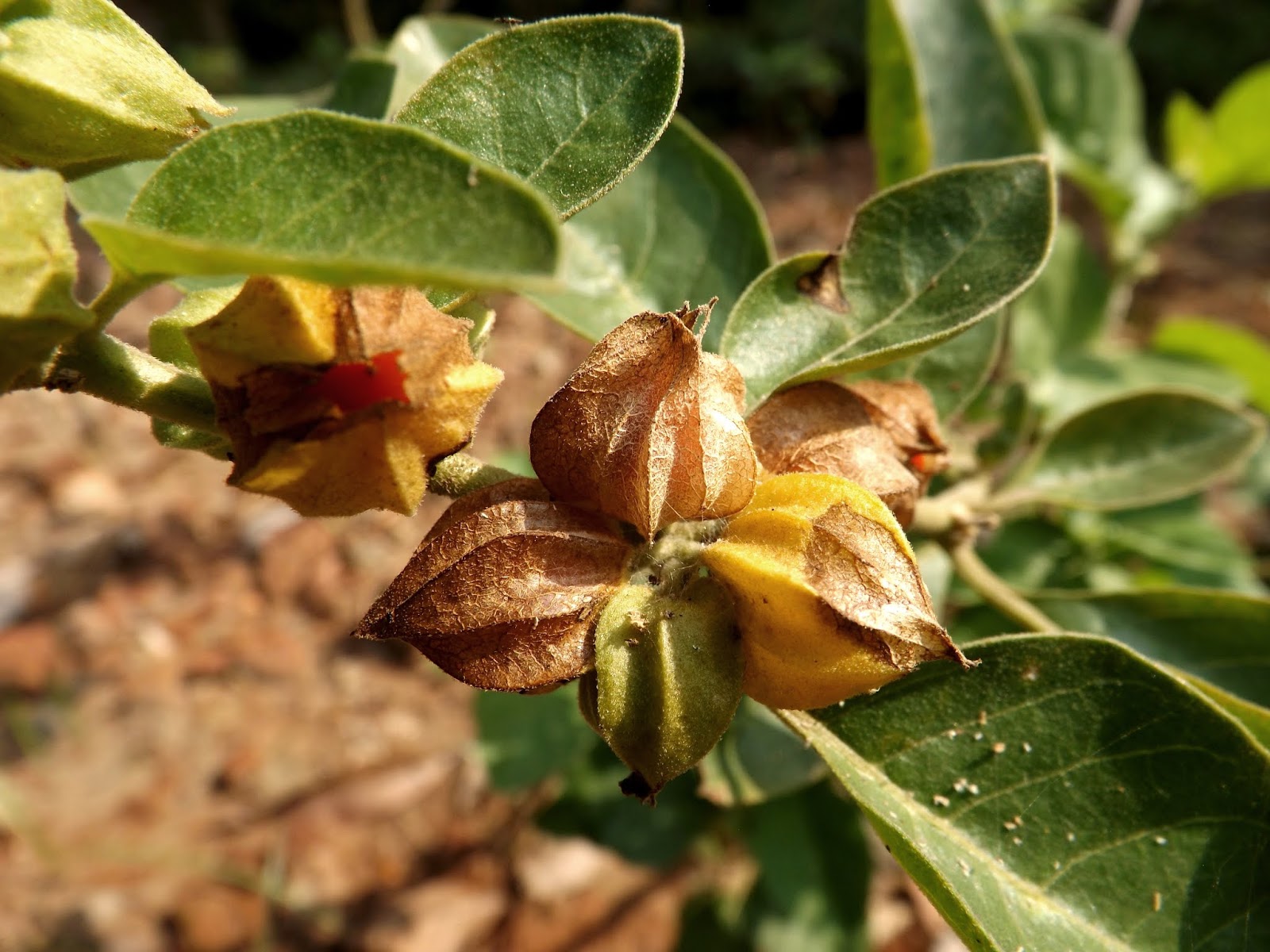 Winter Cherry Information In Marathi