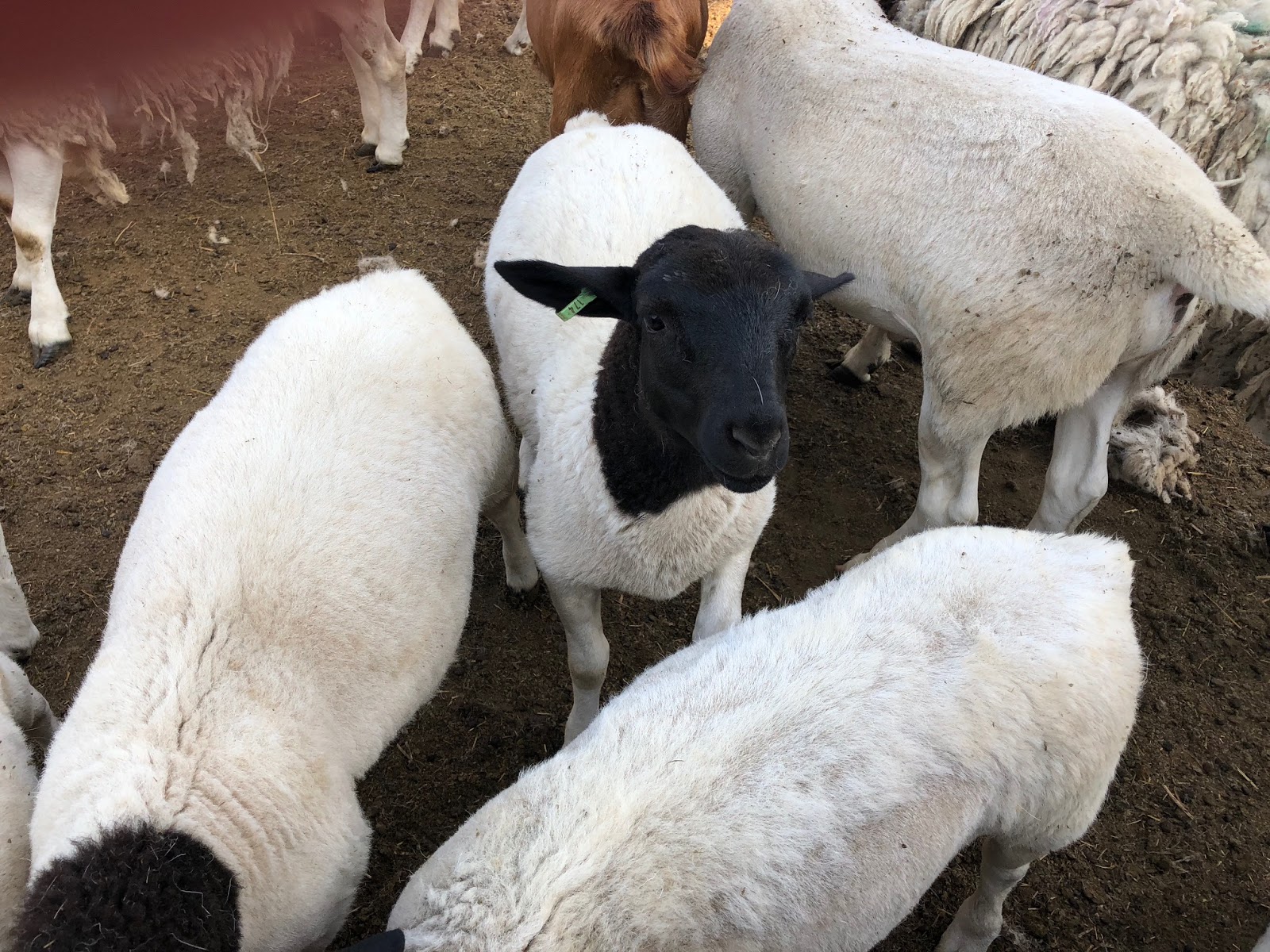 Win D Acres Dorper Sheep & Savanna Goats