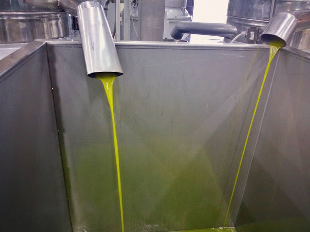 The freshly pressed EVOO at the frantoio 