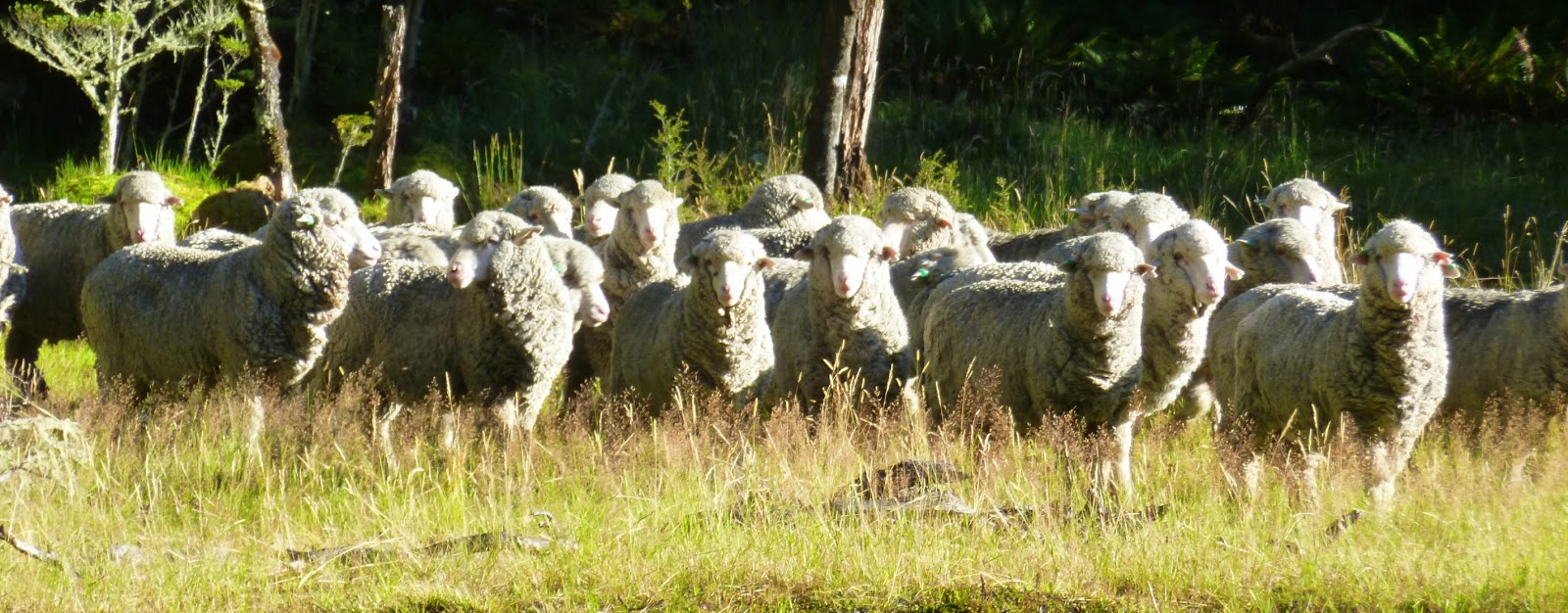 Emerging From The Undergrowth Otago Coast,Mackenzie Country,Hopkins