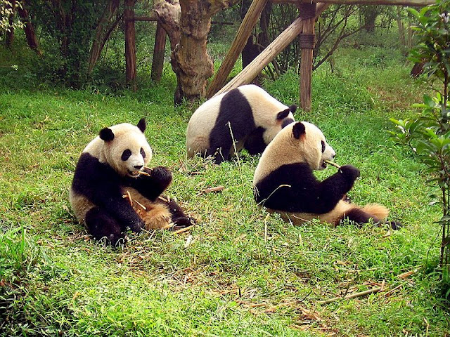 قاعدة تشنغدو لتربية الباندا