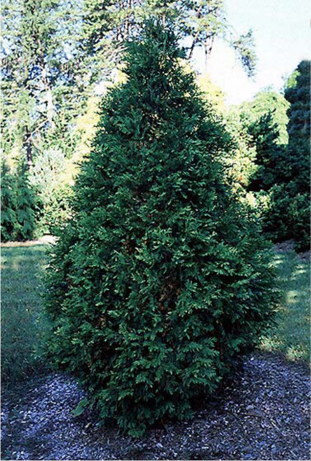 Beechwood Landscape Architecture and Construction Eastern Arborvitae