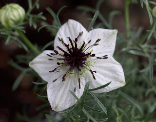  Tanaman jintan hitam adalah tanaman rempah yang sering kita jumpai berada di sekitar kita Manfaat dan Khasiat Jintan Hitam (Nigella Sativa L)