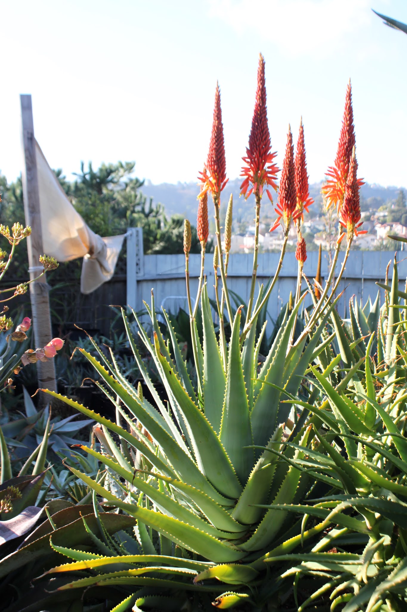 Growing Aloe mutabilis