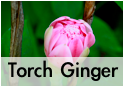 what is torch ginger flower spice?