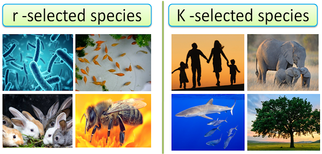 Difference between r and K Selected species