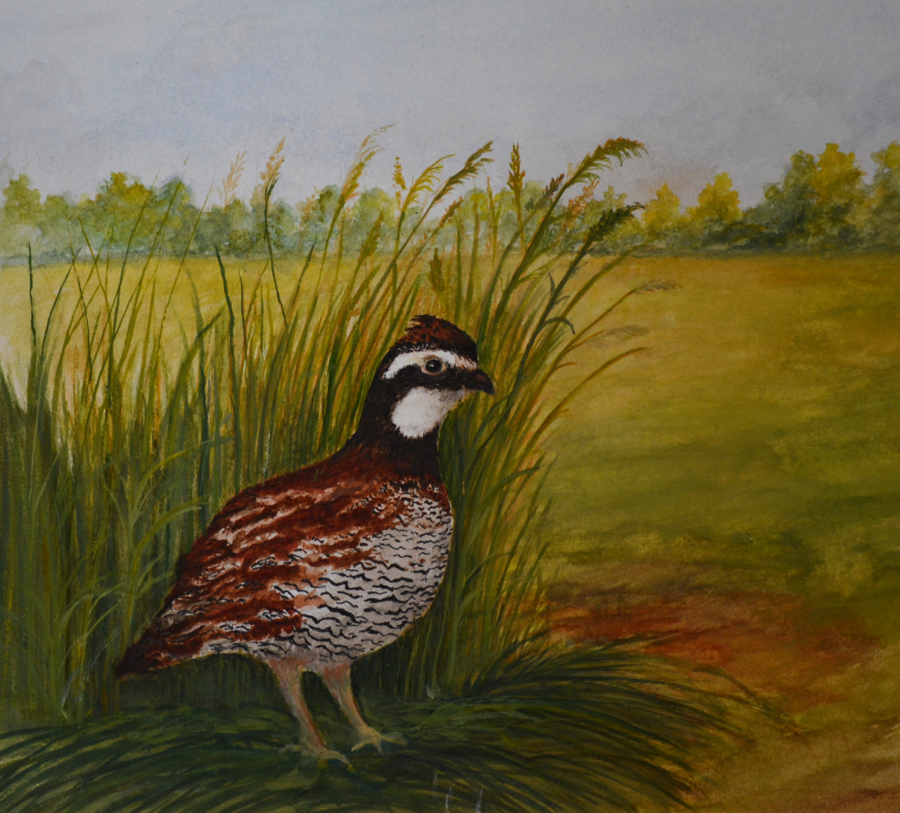 Painting a Bobwhite Quail in Mixed Media (3)