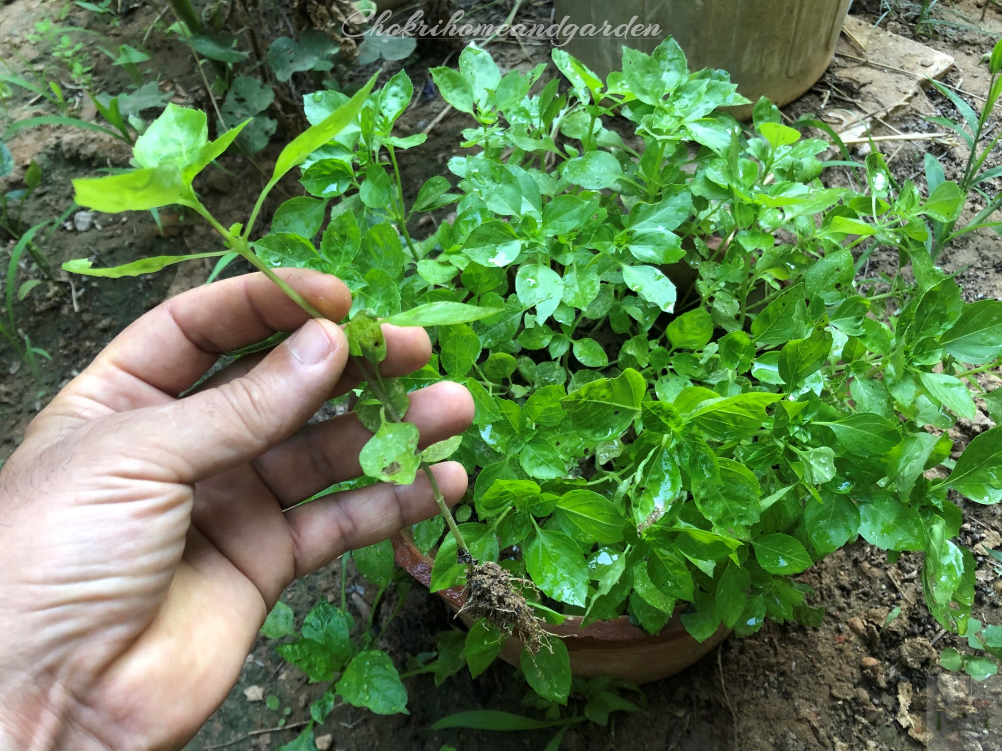 Basil and Peppers Companion Planting
